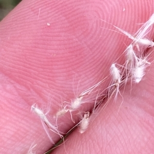 Rytidosperma longifolium at Red Hill Nature Reserve - 29 Dec 2023