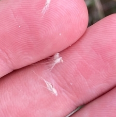 Rytidosperma longifolium at Red Hill Nature Reserve - 29 Dec 2023