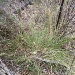 Rytidosperma longifolium at Red Hill Nature Reserve - 29 Dec 2023