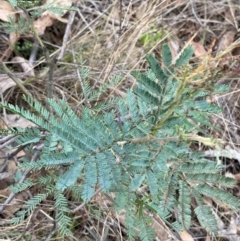 Acacia dealbata subsp. dealbata (Silver Wattle) at Deakin, ACT - 29 Dec 2023 by Tapirlord