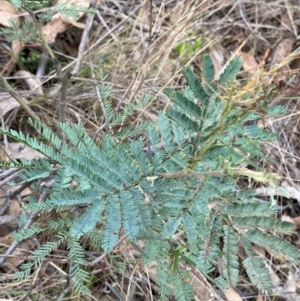 Acacia dealbata subsp. dealbata at Red Hill Nature Reserve - 29 Dec 2023