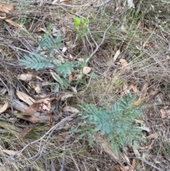 Acacia dealbata subsp. dealbata at Red Hill Nature Reserve - 29 Dec 2023