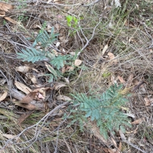 Acacia dealbata subsp. dealbata at Red Hill Nature Reserve - 29 Dec 2023