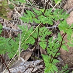 Cheilanthes sieberi subsp. sieberi (Narrow Rock Fern) at Deakin, ACT - 29 Dec 2023 by Tapirlord