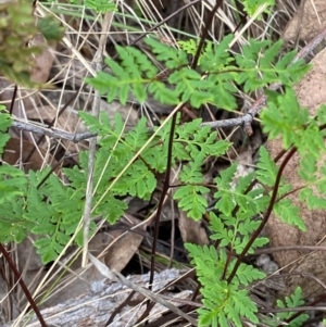 Cheilanthes sieberi subsp. sieberi at Red Hill Nature Reserve - 29 Dec 2023 03:02 PM