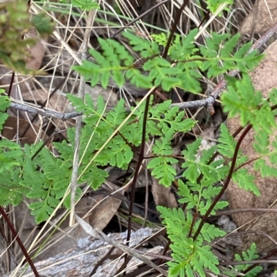 Cheilanthes sieberi subsp. sieberi (Narrow Rock Fern) at Red Hill Nature Reserve - 29 Dec 2023 by Tapirlord