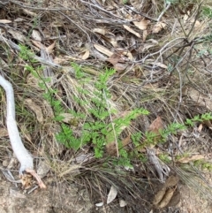 Cheilanthes sieberi subsp. sieberi at Red Hill Nature Reserve - 29 Dec 2023