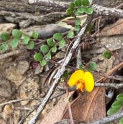 Bossiaea buxifolia (Matted Bossiaea) at Deakin, ACT - 29 Dec 2023 by Tapirlord