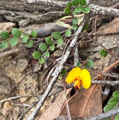 Bossiaea buxifolia (Matted Bossiaea) at Deakin, ACT - 29 Dec 2023 by Tapirlord