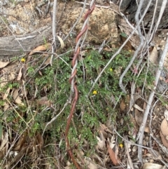 Bossiaea buxifolia at Red Hill Nature Reserve - 29 Dec 2023