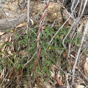Bossiaea buxifolia at Red Hill Nature Reserve - 29 Dec 2023