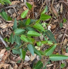 Hardenbergia violacea (False Sarsaparilla) at Deakin, ACT - 29 Dec 2023 by Tapirlord