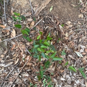 Hardenbergia violacea at Red Hill Nature Reserve - 29 Dec 2023