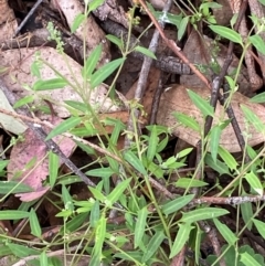 Einadia nutans subsp. nutans (Climbing Saltbush) at Red Hill Nature Reserve - 29 Dec 2023 by Tapirlord