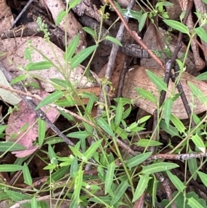 Einadia nutans subsp. nutans at Red Hill Nature Reserve - 29 Dec 2023