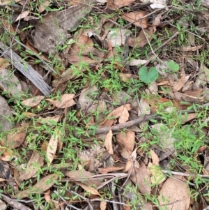 Einadia nutans subsp. nutans at Red Hill Nature Reserve - 29 Dec 2023 03:02 PM