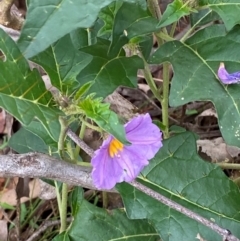 Solanum cinereum (Narrawa Burr) at Deakin, ACT - 29 Dec 2023 by Tapirlord