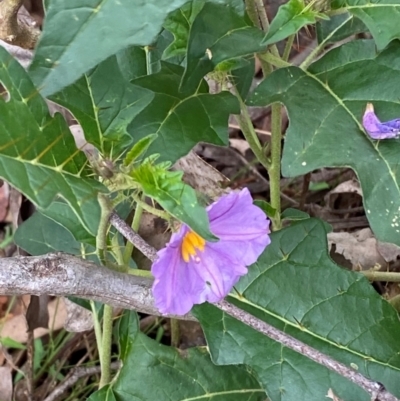 Solanum cinereum (Narrawa Burr) at Red Hill Nature Reserve - 29 Dec 2023 by Tapirlord