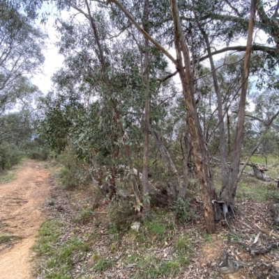 Eucalyptus dives (Broad-leaved Peppermint) at Deakin, ACT - 29 Dec 2023 by Tapirlord