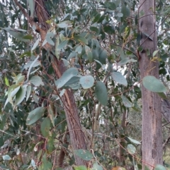 Eucalyptus dives at Red Hill Nature Reserve - 29 Dec 2023