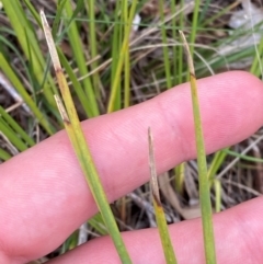 Lomandra filiformis subsp. filiformis (Wattle Matrush) at Deakin, ACT - 29 Dec 2023 by Tapirlord