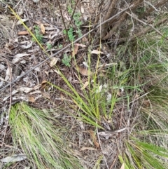 Lomandra filiformis subsp. filiformis at Red Hill Nature Reserve - 29 Dec 2023