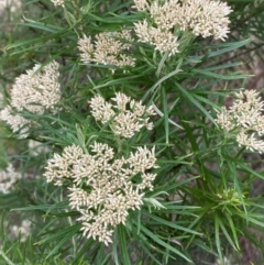 Cassinia longifolia (Shiny Cassinia, Cauliflower Bush) at Deakin, ACT - 29 Dec 2023 by Tapirlord