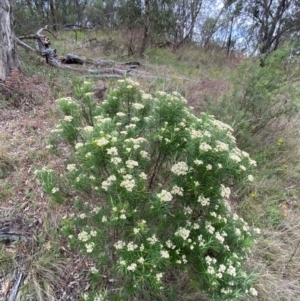 Cassinia longifolia at Red Hill Nature Reserve - 29 Dec 2023
