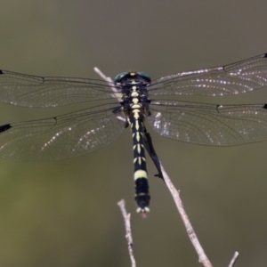 Austroepigomphus praeruptus at suppressed - suppressed