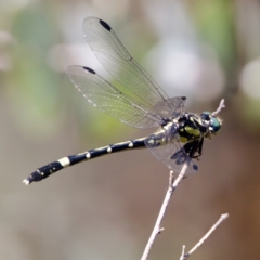 Austroepigomphus praeruptus at suppressed - suppressed