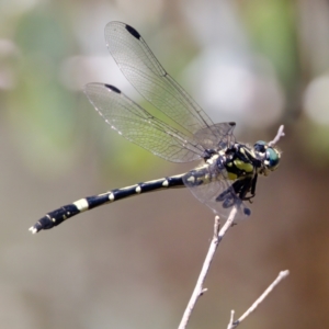 Austroepigomphus praeruptus at suppressed - 11 Feb 2023