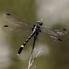 Austroepigomphus praeruptus at suppressed - suppressed