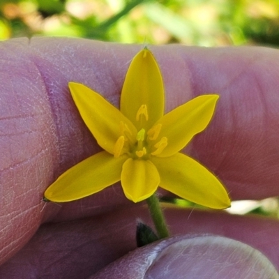 Hypoxis hygrometrica var. villosisepala (Golden Weather-grass) at Whitlam, ACT - 6 Feb 2024 by sangio7