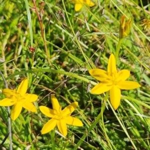 Hypoxis hygrometrica var. villosisepala at The Pinnacle - 7 Feb 2024