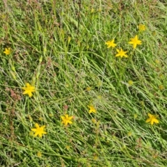 Hypoxis hygrometrica var. villosisepala at The Pinnacle - 7 Feb 2024