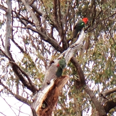Alisterus scapularis (Australian King-Parrot) at Aranda, ACT - 19 Jan 2024 by CathB