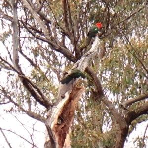 Alisterus scapularis at Aranda Bushland - 20 Jan 2024