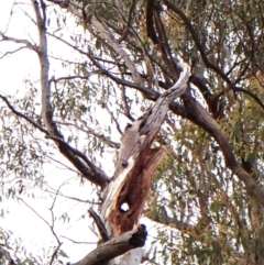 Alisterus scapularis at Aranda Bushland - 20 Jan 2024