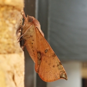 Oenochroma vinaria at Cook, ACT - 7 Feb 2024 10:29 AM