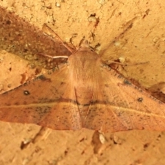 Oenochroma vinaria at Cook, ACT - 7 Feb 2024 10:29 AM