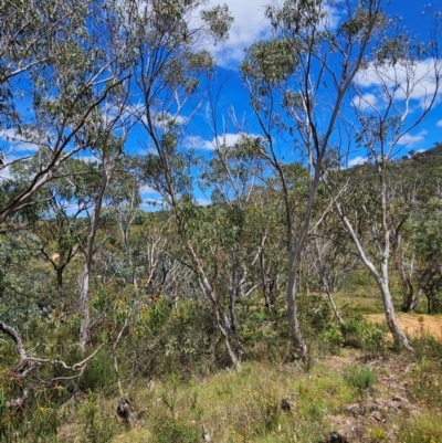 Eucalyptus pauciflora subsp. pauciflora (White Sally, Snow Gum) at Burra, NSW - 8 Feb 2024 by BrianSummers