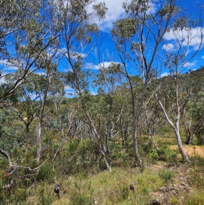 Eucalyptus pauciflora subsp. pauciflora (White Sally, Snow Gum) at QPRC LGA - 8 Feb 2024 by BrianSummers