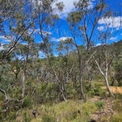 Eucalyptus pauciflora subsp. pauciflora (White Sally, Snow Gum) at Burra, NSW - 8 Feb 2024 by BrianSummers