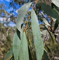 Eucalyptus pauciflora subsp. pauciflora at Googong Foreshore - 8 Feb 2024