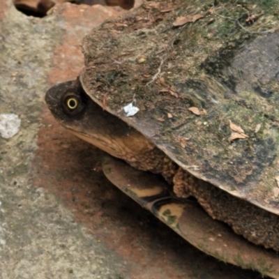 Chelodina longicollis (Eastern Long-necked Turtle) at Sullivans Creek, Lyneham South - 7 Feb 2024 by trevorpreston