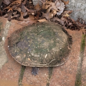 Chelodina longicollis at Sullivans Creek, Lyneham South - 7 Feb 2024