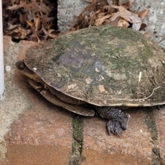 Chelodina longicollis at Sullivans Creek, Lyneham South - 7 Feb 2024