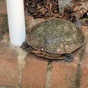 Chelodina longicollis at Sullivans Creek, Lyneham South - 7 Feb 2024