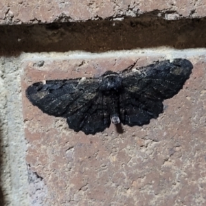 Pholodes sinistraria at Sullivans Creek, Lyneham South - 8 Feb 2024