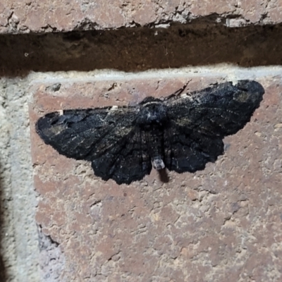 Pholodes sinistraria (Sinister or Frilled Bark Moth) at Sullivans Creek, Lyneham South - 8 Feb 2024 by trevorpreston